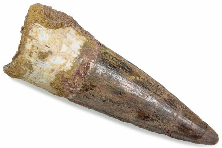 Fossil Spinosaurus Tooth - Real Dinosaur Tooth #376372